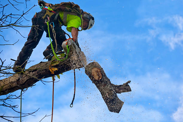 Trusted Santa Fe Springs, CA Tree Removal Services Experts